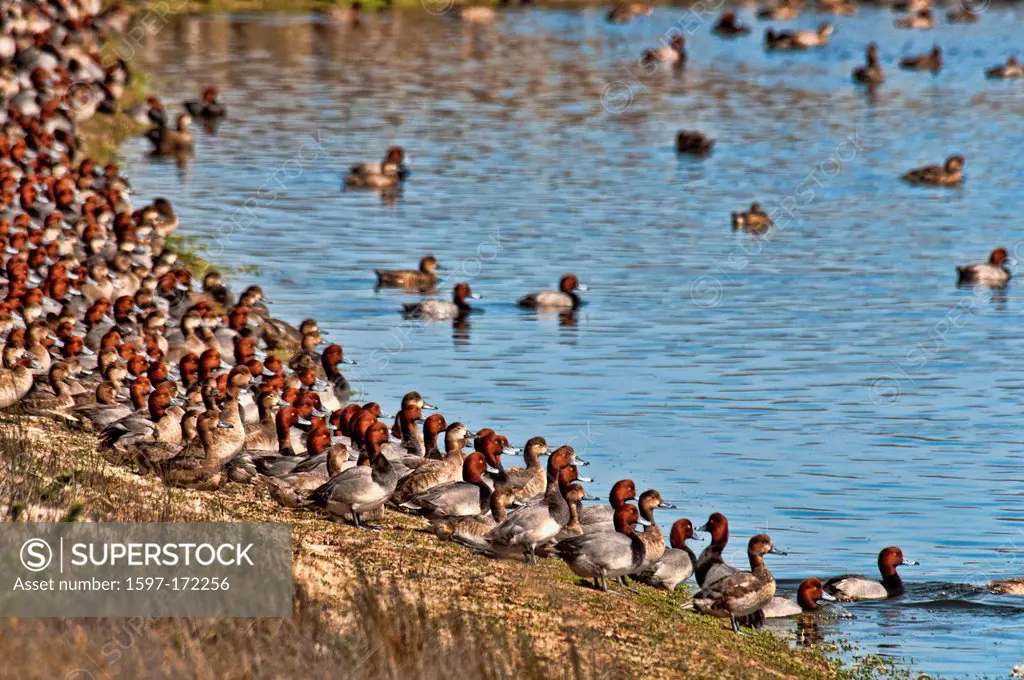 redhead ducks, aythya Americana, padre island, national, seashore, Texas, USA, United States, America, ducks, birds, swarm