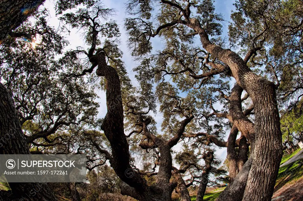 live oak, Goose Island, state park, Texas, USA, United States, America, oak, wood, tree,