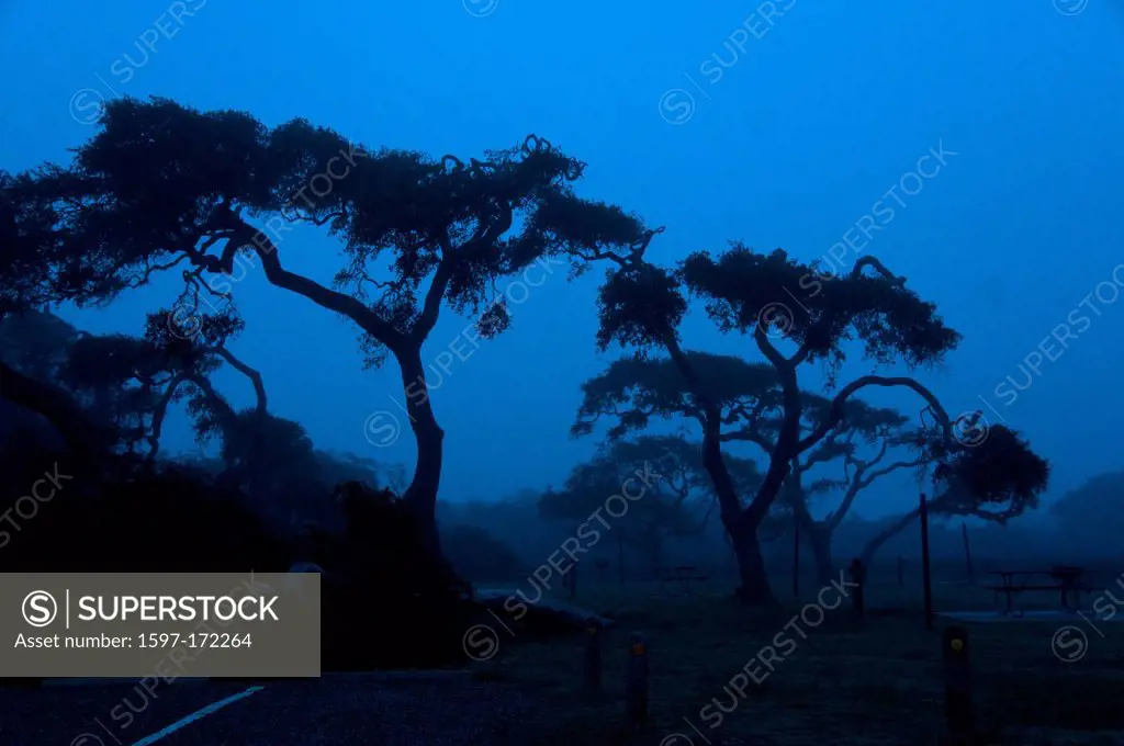 live oak, Goose Island, state park, Texas, USA, United States, America, oak, wood, tree, silhouette, moody, gloomy