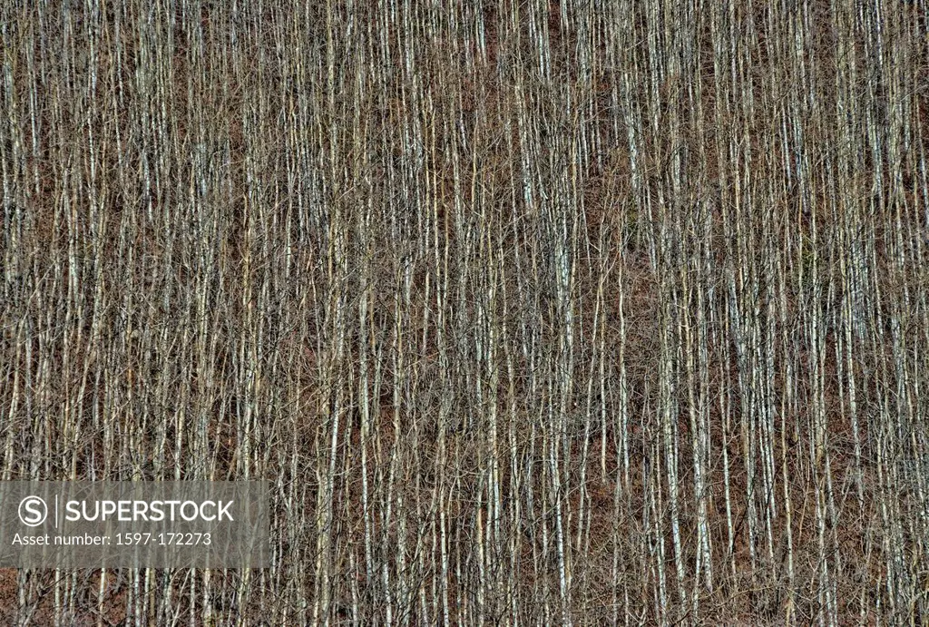 aspen, trees, Yukon, Canada, concepts, trunks