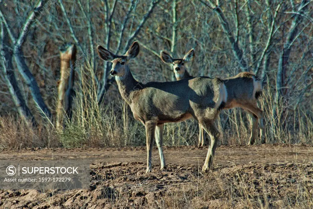 bosque del apache, national, wildlife, refuge, New Mexico, USA, United States, America, mule deer, deer, animal