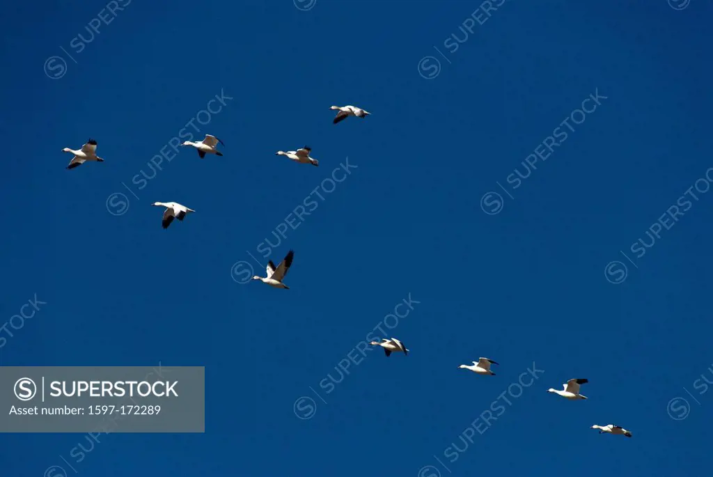 snow geese, geese, chen caerulescens, bosque del apache, national, wildlife, New Mexico, refuge, USA, United States, America, birds
