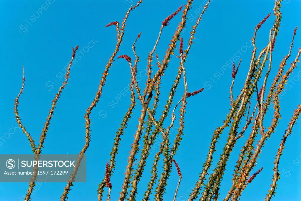 ocotillo, Arizona, plant, fouquieria splendens, cactus, Plant, USA, United States, America,