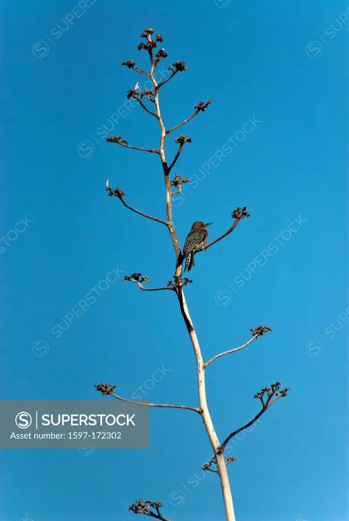 gila woodpecker, melanerpes uropygialis, Arizona, USA, United States, America, woodpecker, bird