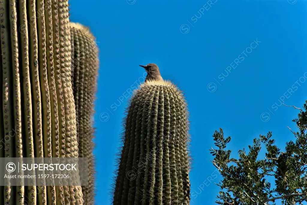 gila woodpecker, melanerpes uropygialis, Arizona, USA, United States, America, woodpecker, bird