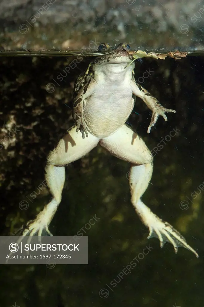 lowland leopard frog, rana yavapaiensis, frog, animal, underwater, USA, United States, America