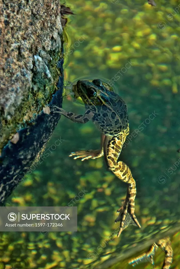 lowland leopard frog, rana yavapaiensis, frog, animal, USA, United States, America