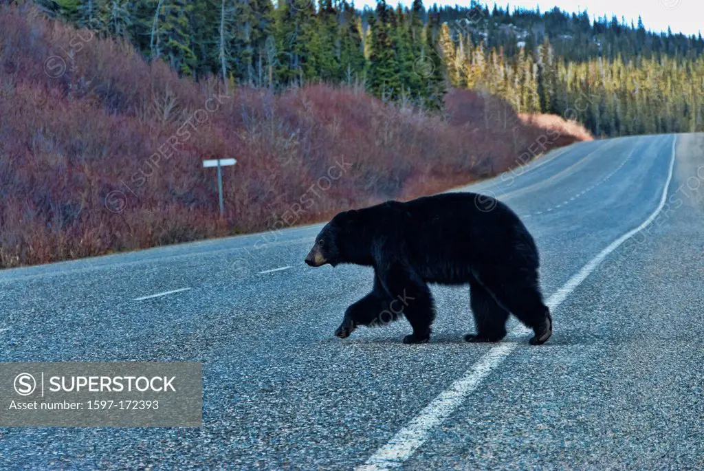 black bear, bear, animal, British Columbia, Canada, road