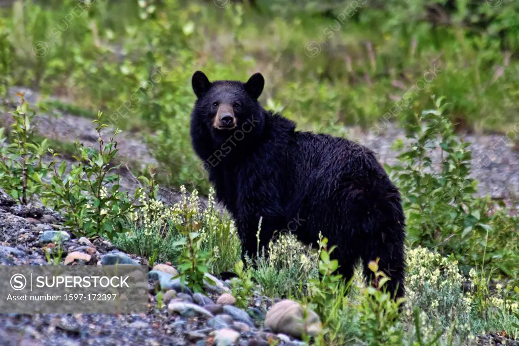 black bear, ursus americanus, Yukon, Canada, animal