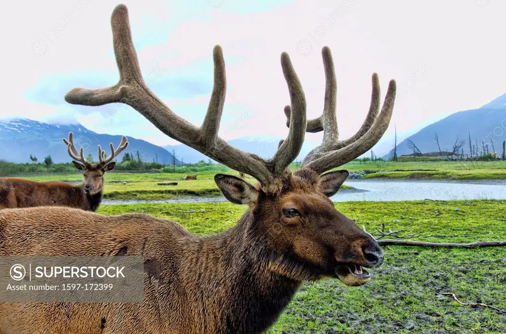 elk, cervus elaphus, wildlife, conservation, center, Alaska, USA, United States, America, animal,