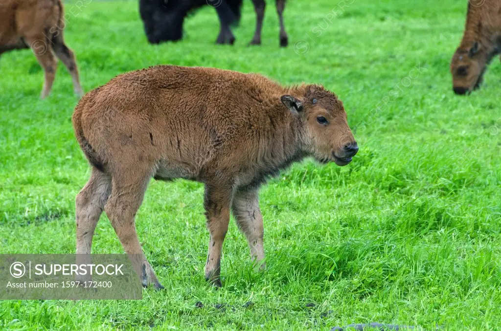wood buffalo, babies, bison bison, athabascae, Alaska, wildlife, conservation center, buffalo, animal, USA, United States, America