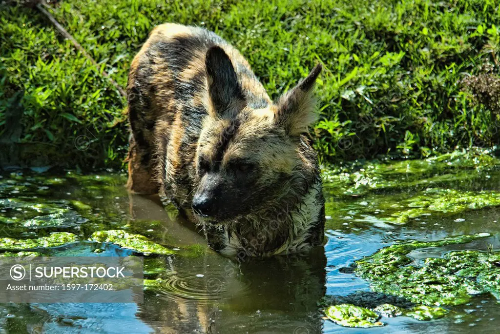 African wild dog, lycaon pictus, lycaon, animal, USA, United States, America