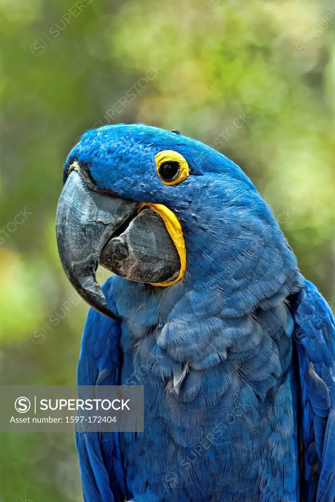 hyacinth macaw, anodorhynchus nyacinthinus, USA, United States, America, macaw, parrot, blue