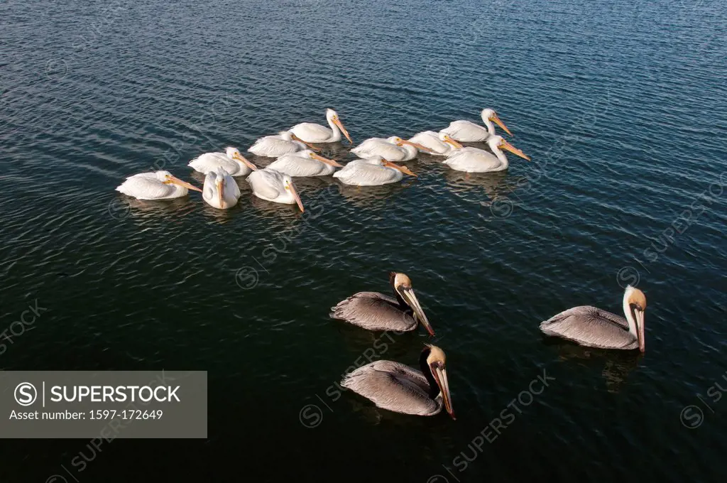 brown pelican, pelecanus occidentalis, pelican, bird, Texas, USA, United States, America, water, white pelican, pelecanus erythrorhynchos,