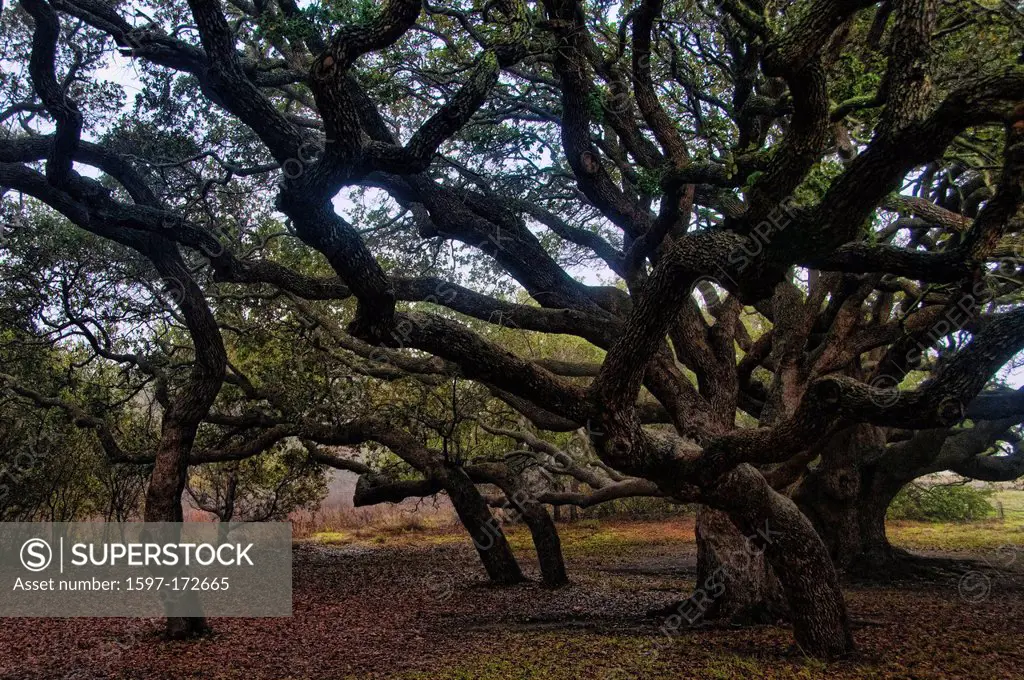 live oak, Goose Island, state park, Texas, USA, United States, America, oak, wood, tree, branch