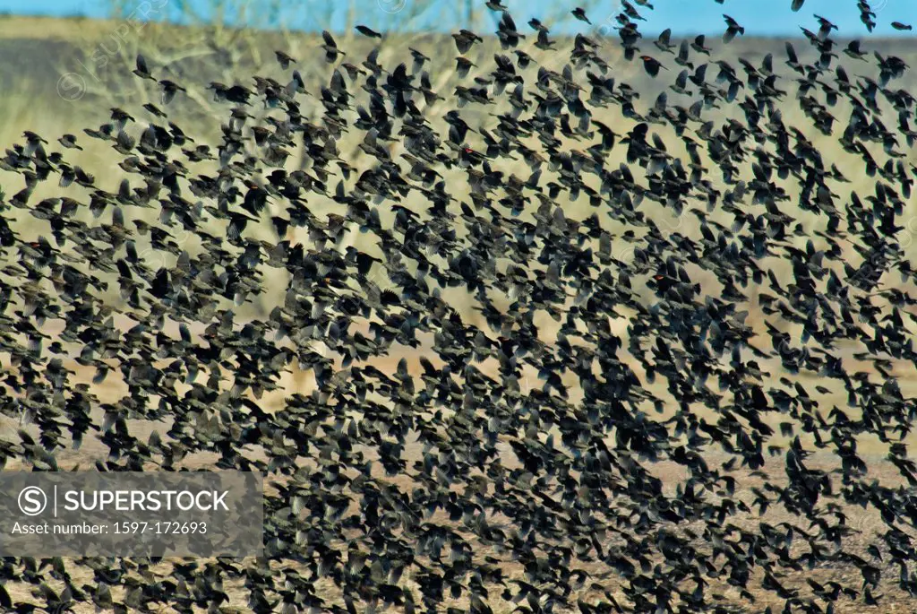 large, flock, blackbirds, cowbirds, bosque del apache, national, wildlife, New Mexico, refuge, USA, United States, America, birds, swarm