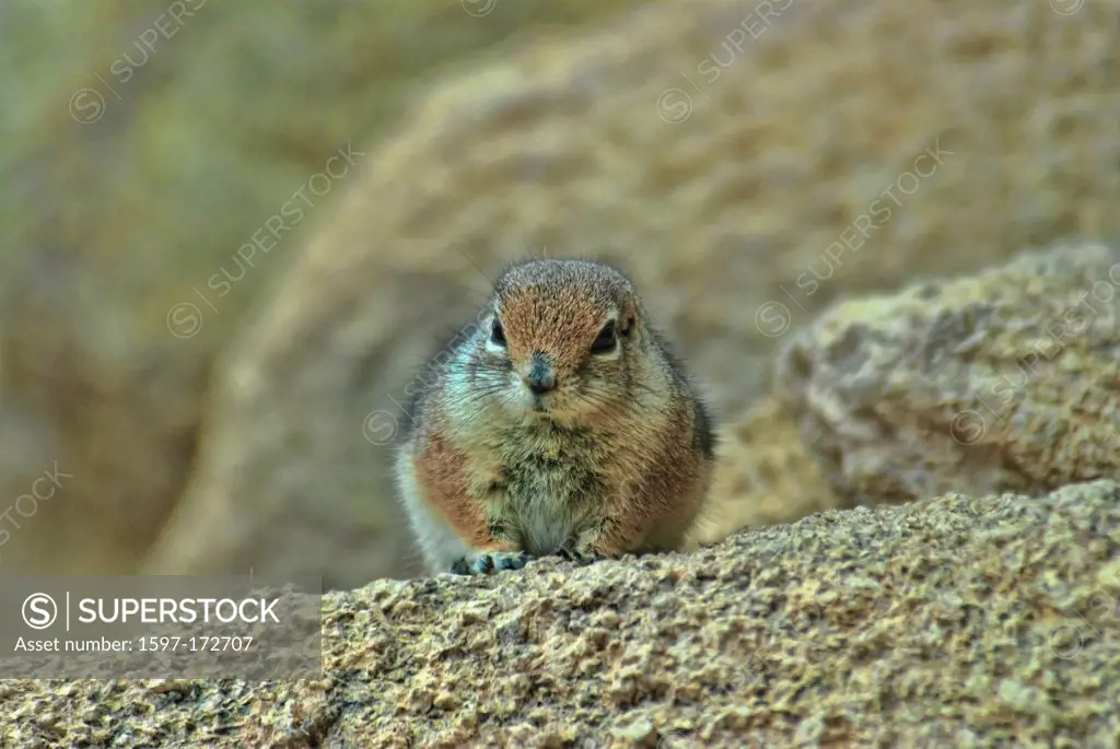 Harris´ antelope squirrel, ammospermosphilus harrisii, squirrel, USA, United States, America, animal