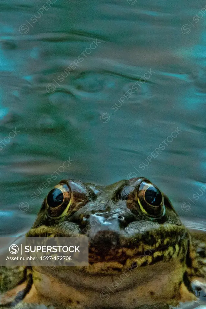 lowland leopard frog, rana yavapaiensis, frog, USA, United States, America, animal