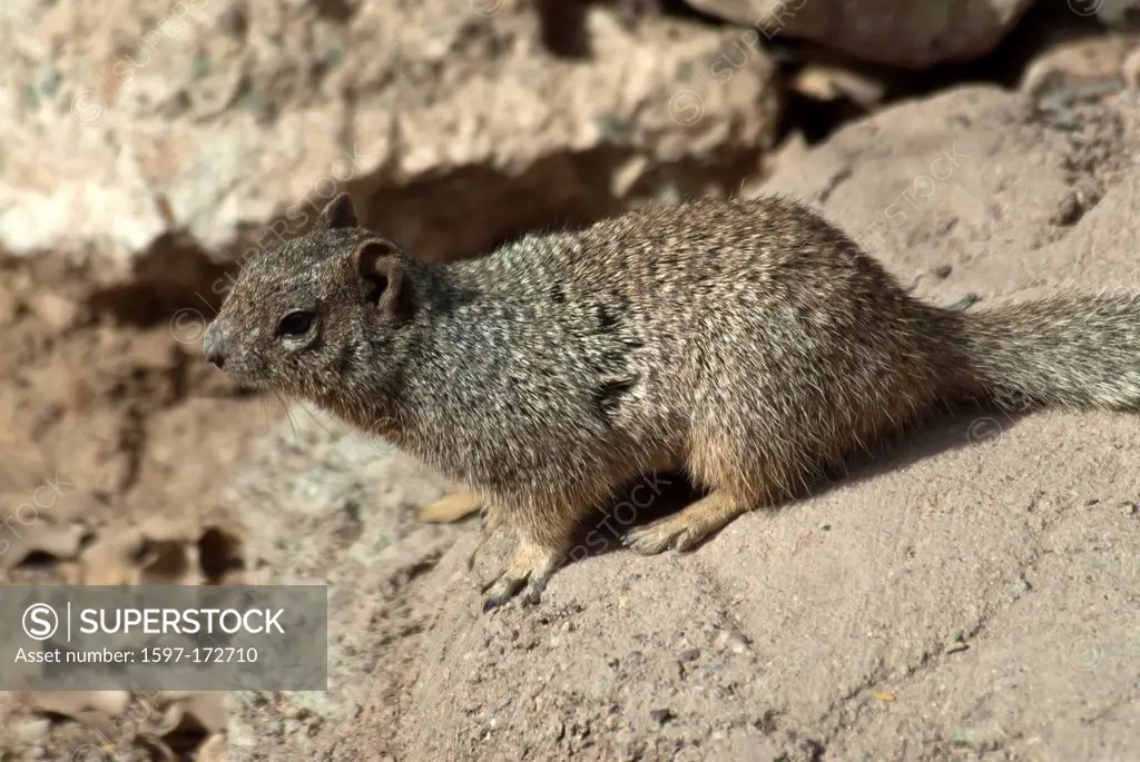 rock squirrel, Arizona, USA, United States, America, squirrel, animal