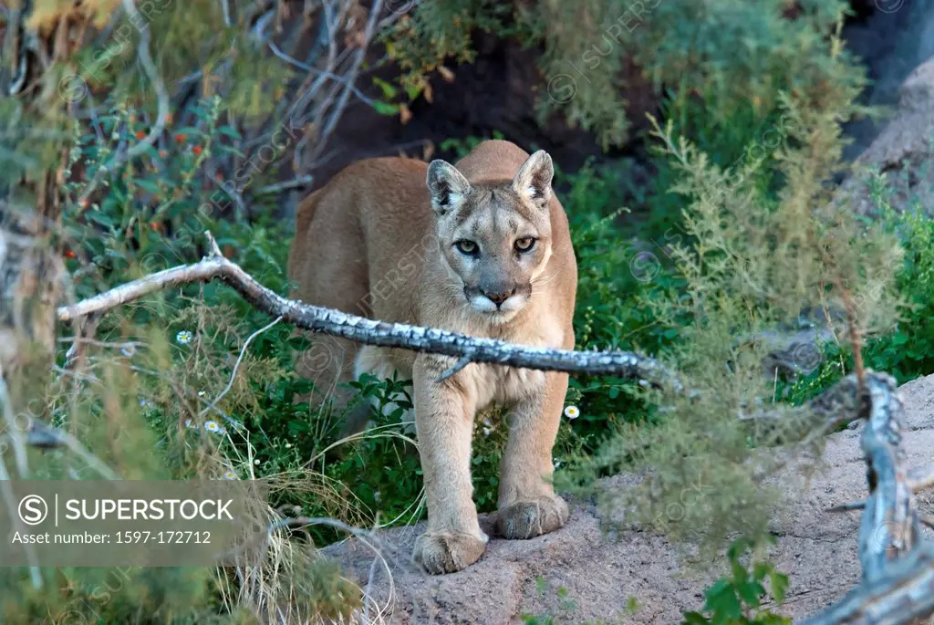 mountain lion, felis concolor, lion, animal, USA, United States, America,