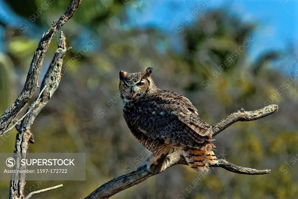 great horned owl, bubo virginianus, Arizona, owl, bird, USA, United States, America, raptor
