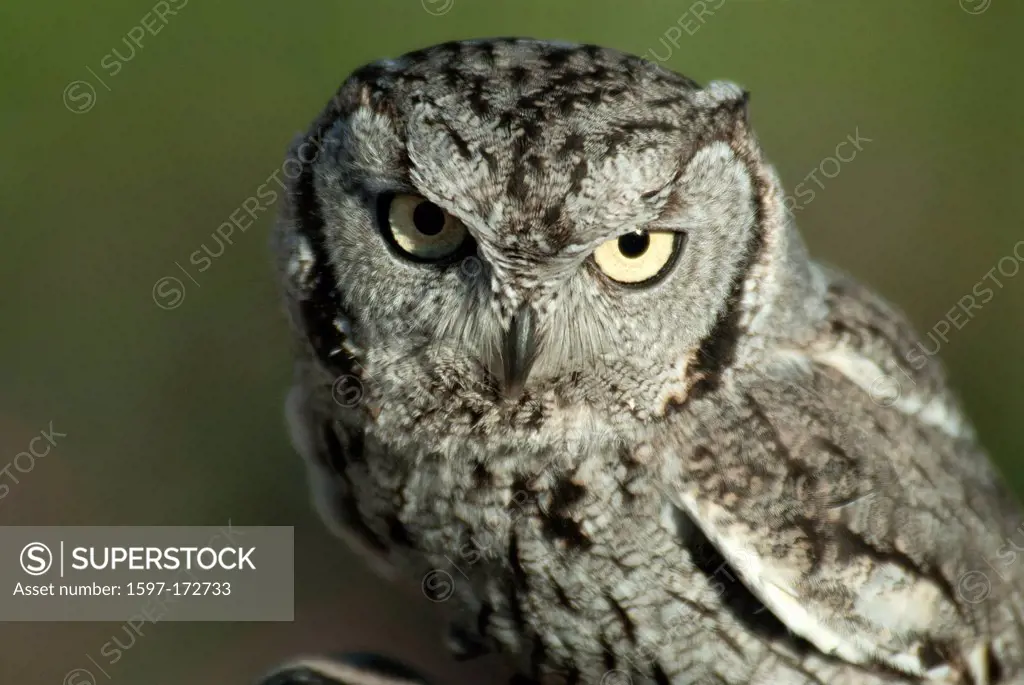 western screech owl, megascops kennicottii, Arizona, USA, United States, America, owl, bird,
