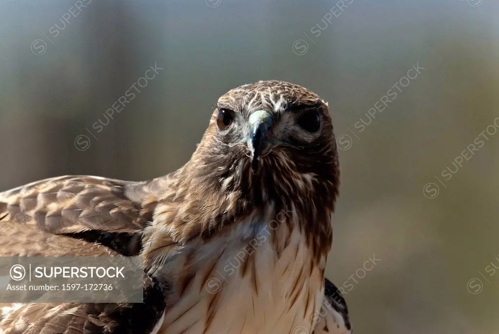 ferruginous hawk, buteo regalis, Arizona, USA, United States, America, hawk, bird,