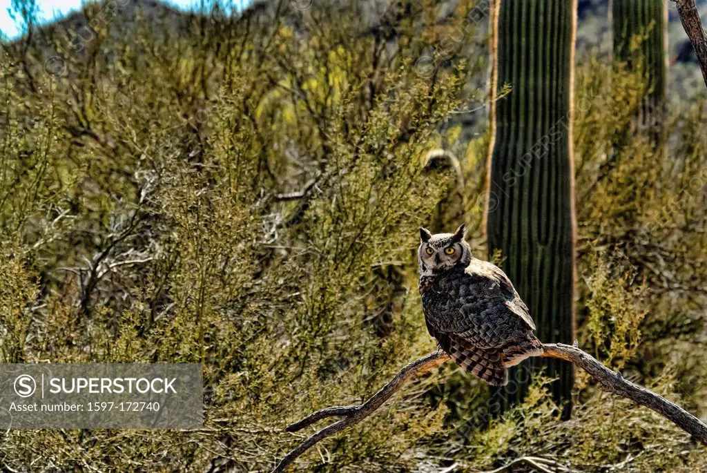 great horned owl, bubo virginianus, Arizona, owl, bird, USA, United States, America, raptor