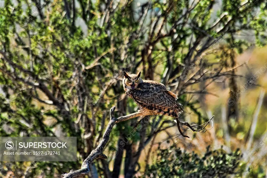 great horned owl, bubo virginianus, Arizona, owl, bird, USA, United States, America, raptor