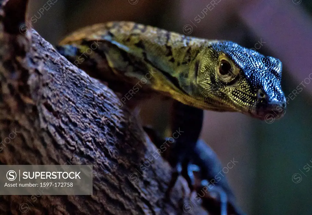 baby komodo dragon, varanus komodoensis, dragon animal, USA, United States, America