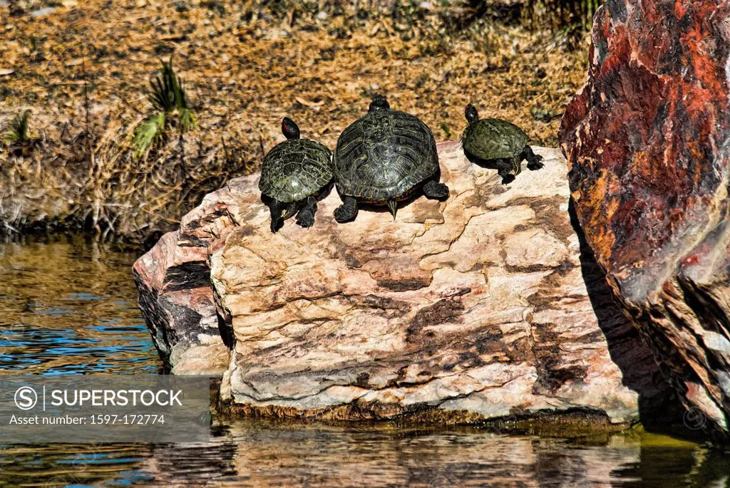 turtles, phoenix zoo, Arizona, USA, United States, America, animals