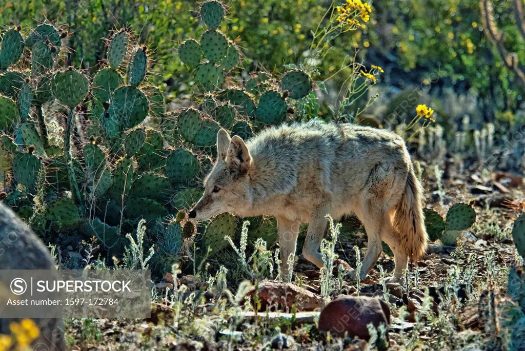 coyote, canis latrans, Arizona, USA, United States, America, animal,