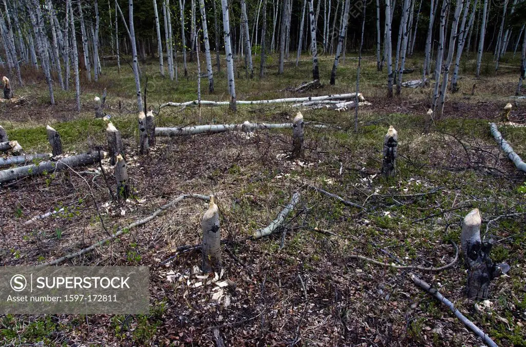 aspen, tree, stumps, cut, down, beavers, Yukon, Canada