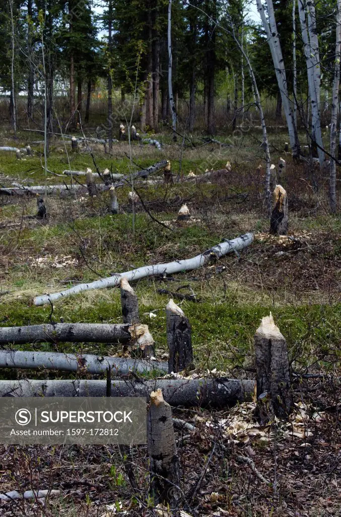 aspen, tree, stumps, cut, down, beavers, Yukon, Canada