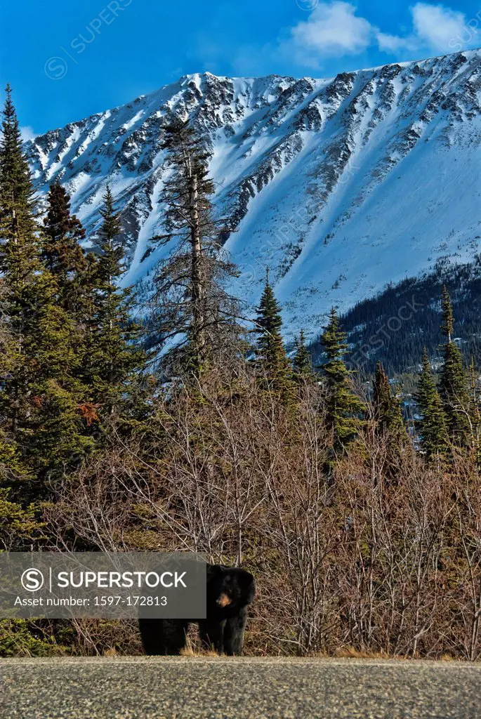 black bear, bear, animal, British Columbia, Canada