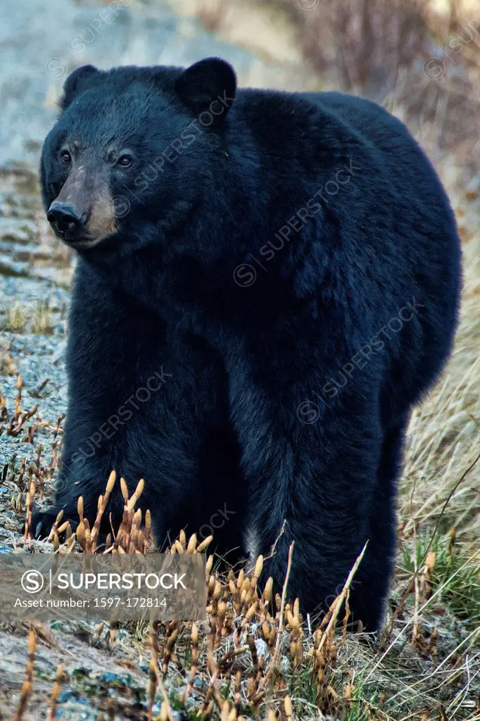 black bear, bear, animal, British Columbia, Canada
