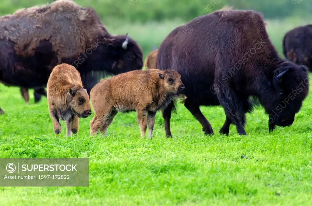 wood buffalo babies, bison bison athabascae, Alaska, wildlife, conservation center, buffalo, animal, USA, United States, America