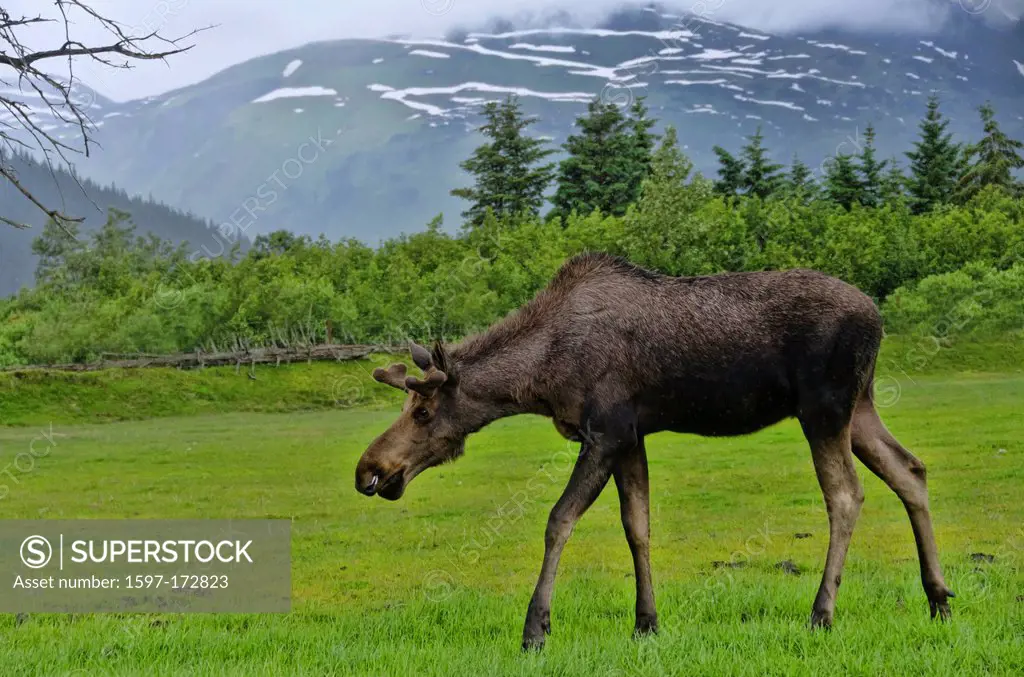 moose, alces alces, elk, animal, USA, United States, America