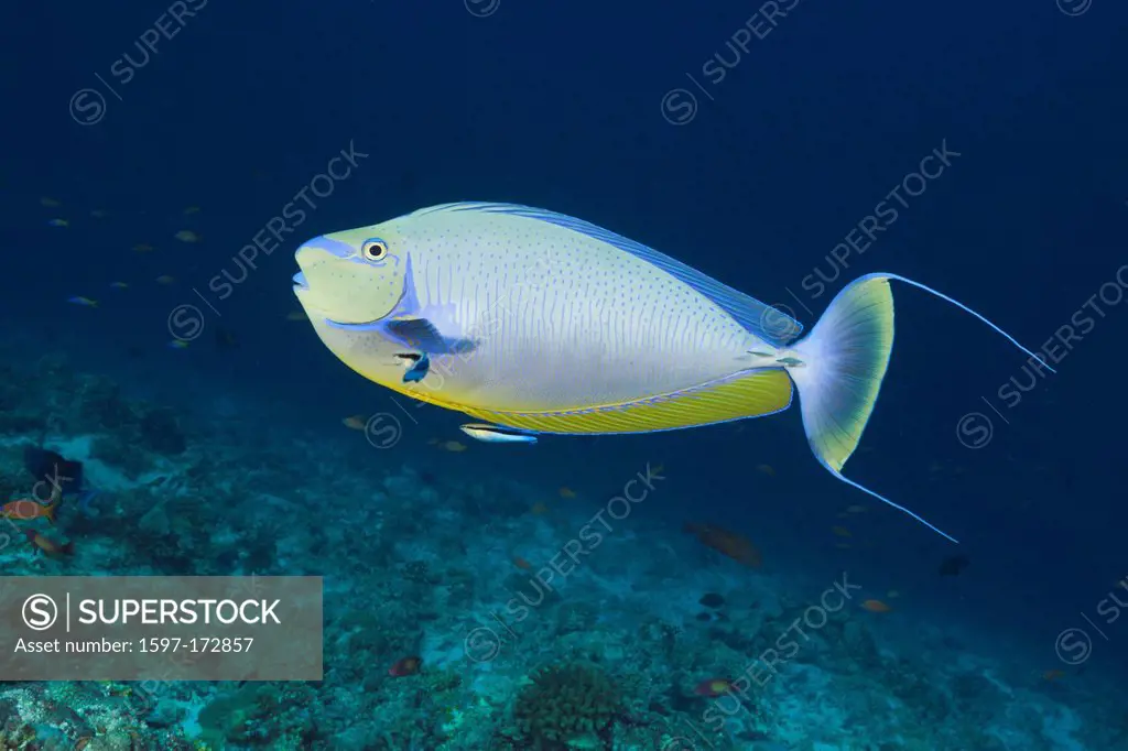 Bignose Unicornfish, Naso vlamingii, South Male Atoll, Maldives