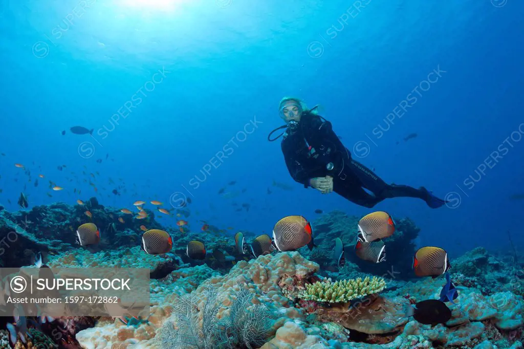 Red_tailed Butterflyfish and Scuba Diver, Chaetodon collare, North Male Atoll, Maldives