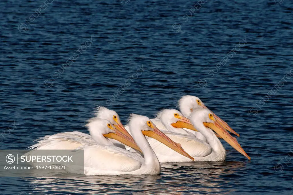 white pelican, pelican, bird, pelecanus erythrorhynchos, Rockport, Texas, USA, United States, America, water