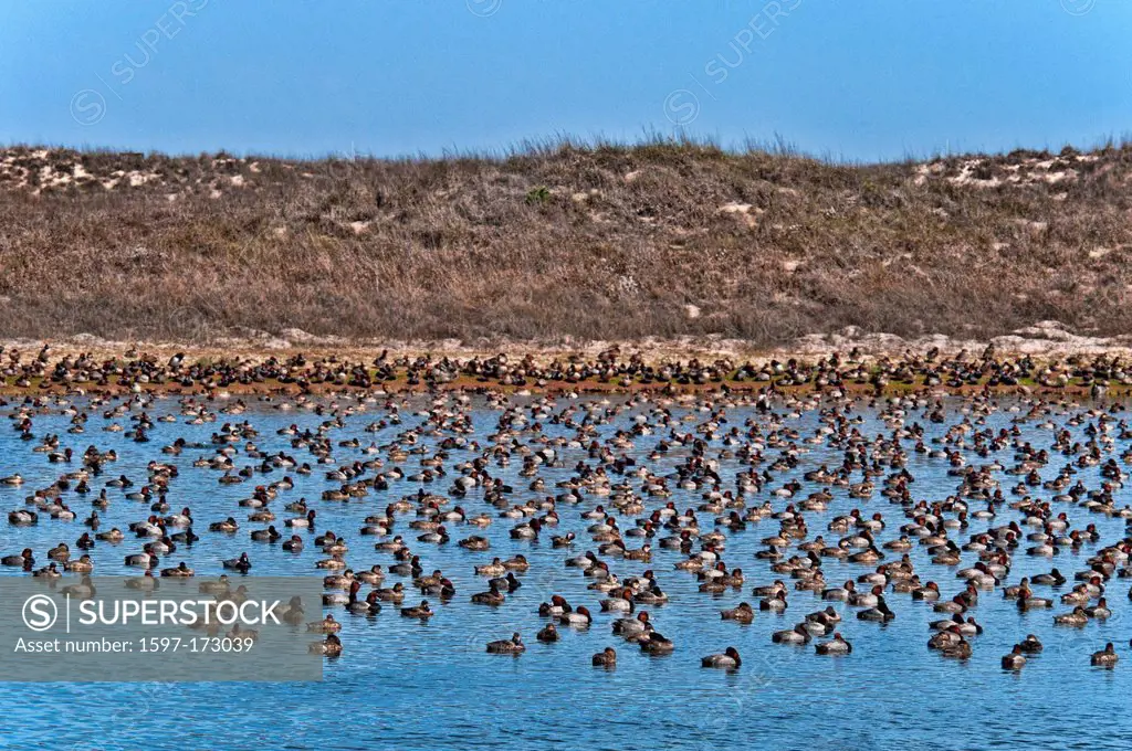 redhead ducks, aythya Americana, padre island, national, seashore, Texas, USA, United States, America, ducks, birds, swarm