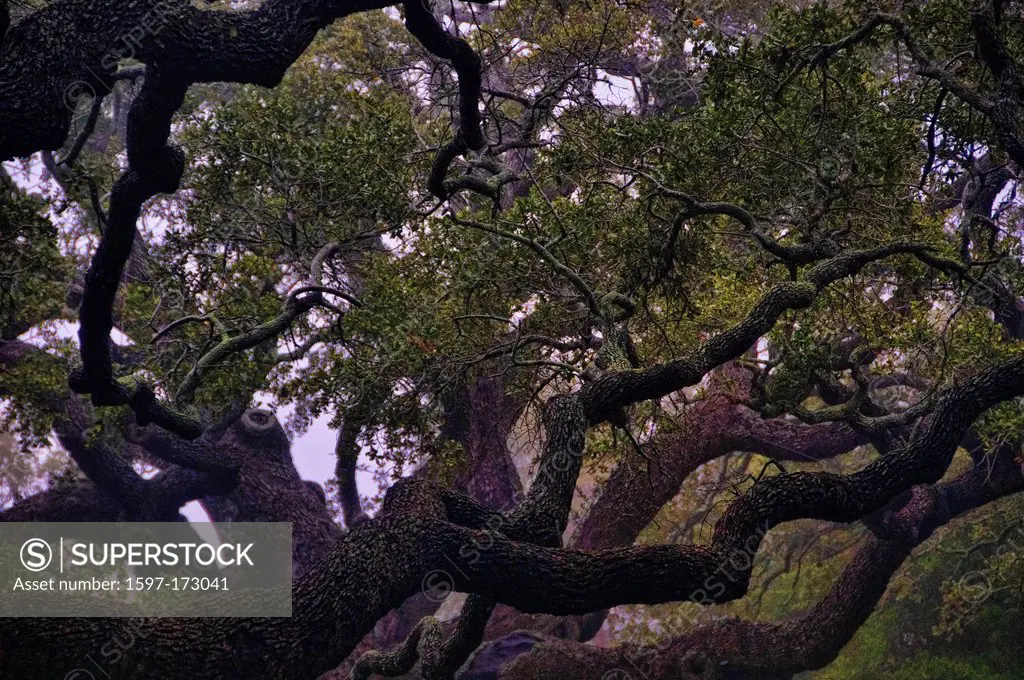 live oak, Goose Island, state park, Texas, USA, United States, America, oak, wood, tree, branch