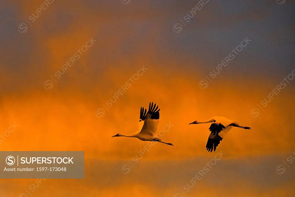 whooping crane, grus Americana, Texas, USA, United States, America, flying, birds, crane, sunset