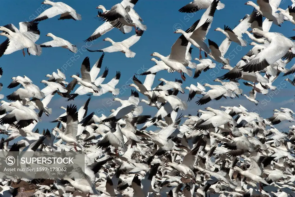 snow geese, geese, chen caerulescens, bosque del apache, national, wildlife, New Mexico, refuge, USA, United States, America, birds