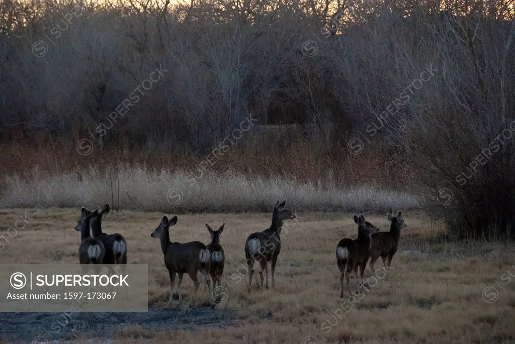 bosque del apache, national, wildlife, refuge, New Mexico, USA, United States, America, mule deer, deer, animal