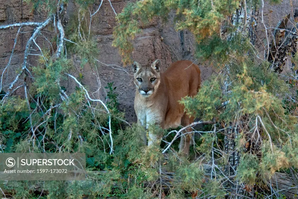mountain lion, felis concolor, lion, animal, USA, United States, America,
