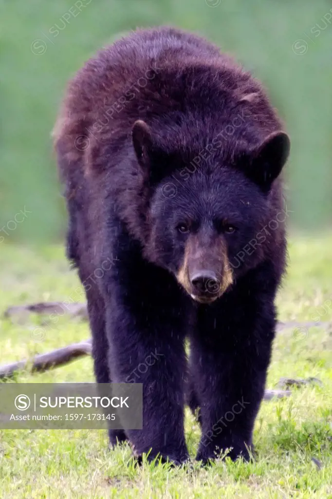 black bear, ursus americanus, bear, USA, United States, America, animal,