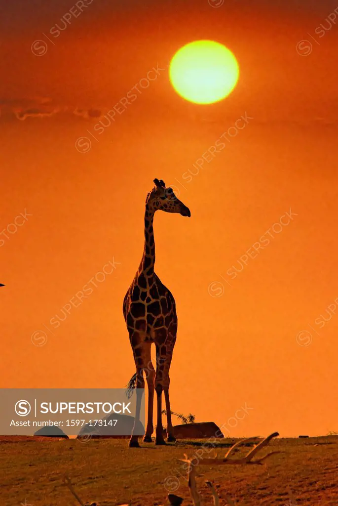 reticulated giraffe, giraffa reticulata, giraffe, USA, United States, America, sunset