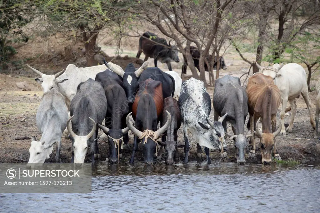 Cows, Awasch, Africa, cow, cows, watering hole, watering place, Ethiopia, Africa